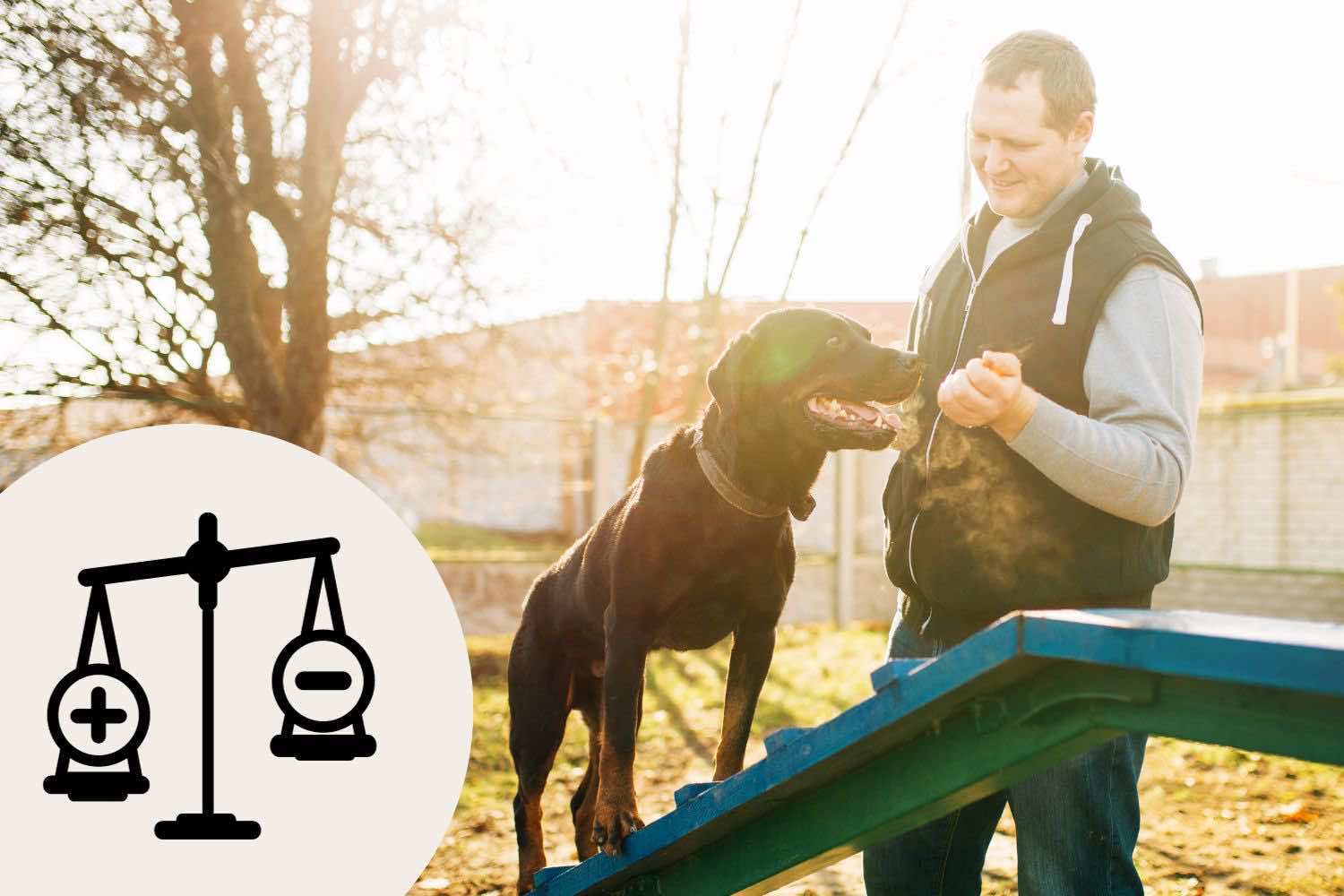 A kutyatartás előnyei és kihívásai