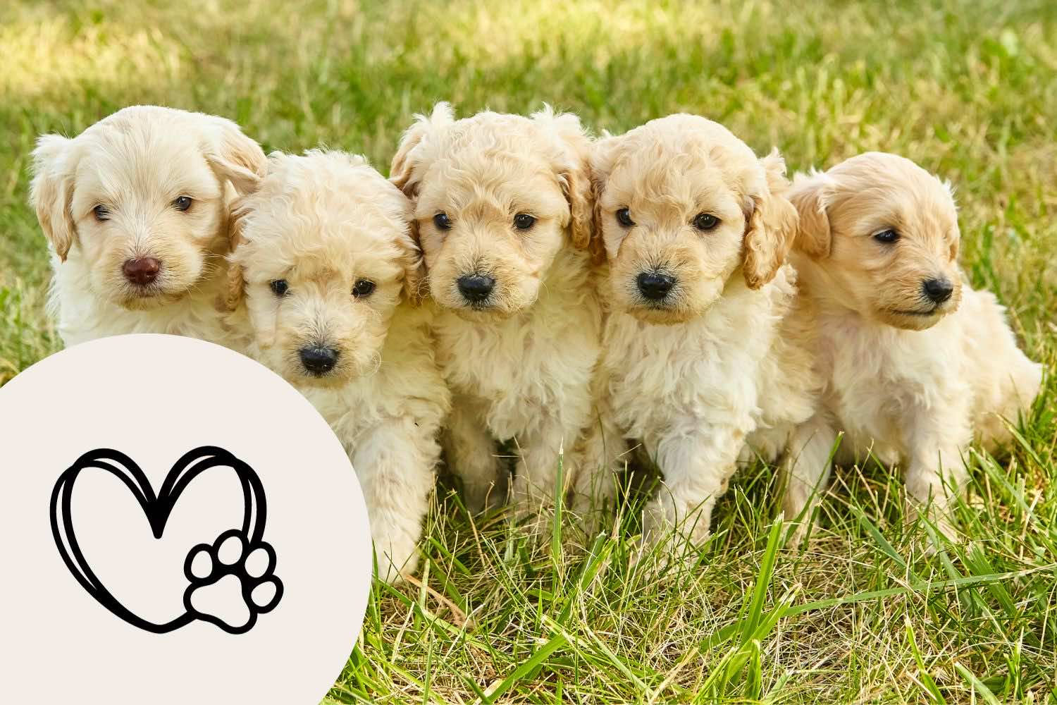 Hol és milyen körülmények közül lehet kiskutyát vásárolni?