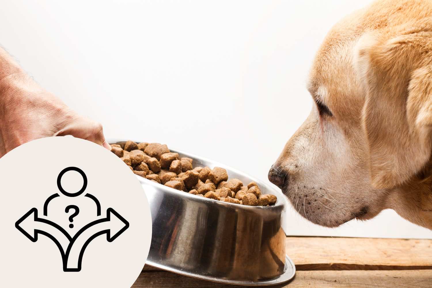 Mi alapján válasszuk ki kutyánk számára a megfelelő eledelt?