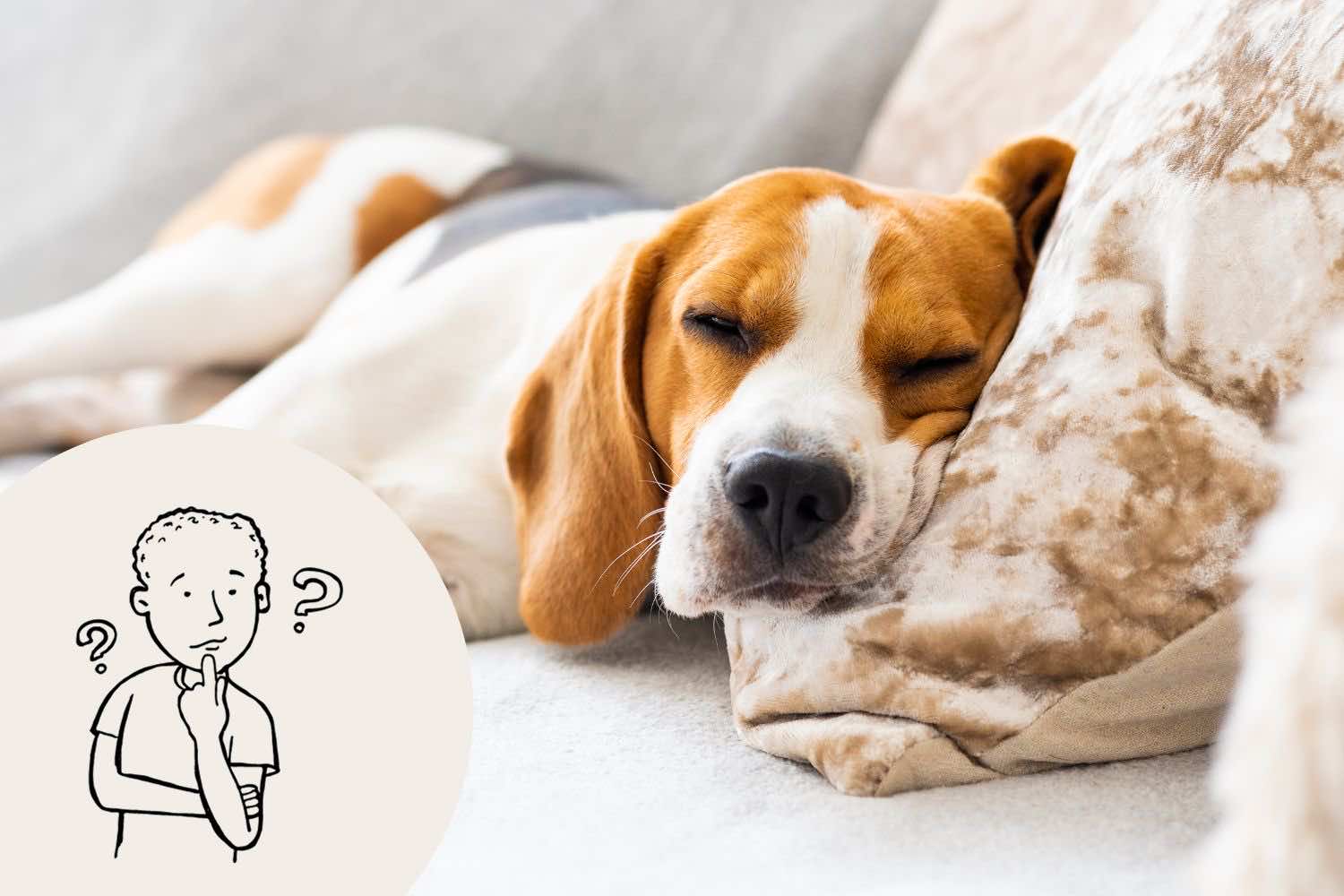 Milyen szempontok alapján válasszunk életvitelünkhöz megfelelő kutyát?