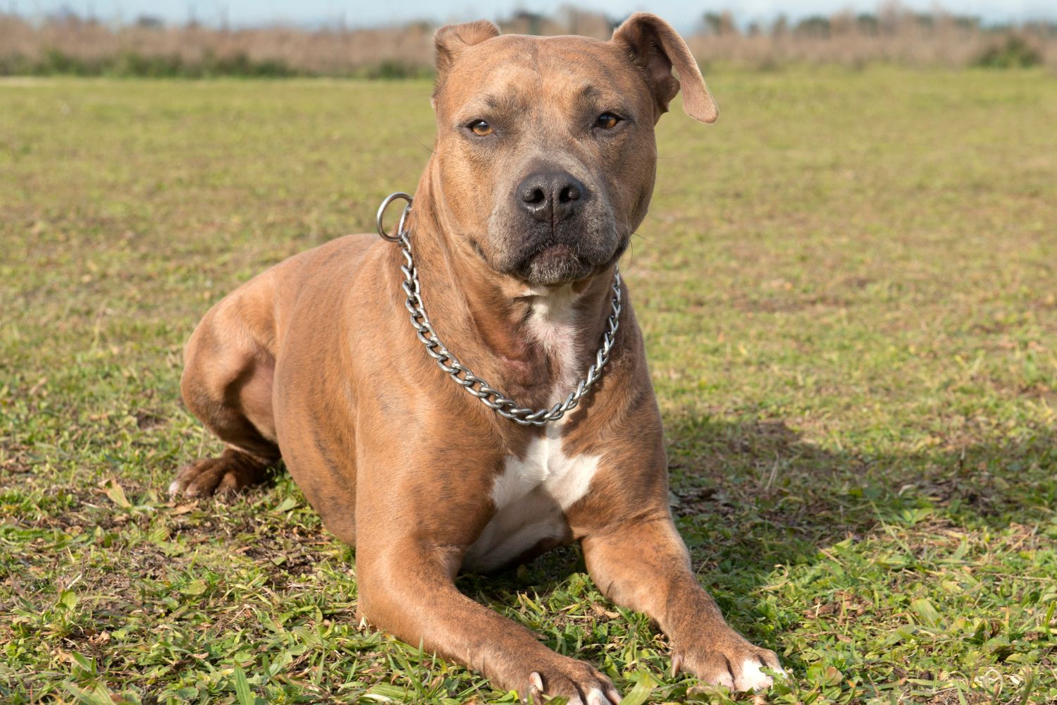 amerikai staffordshire terrier