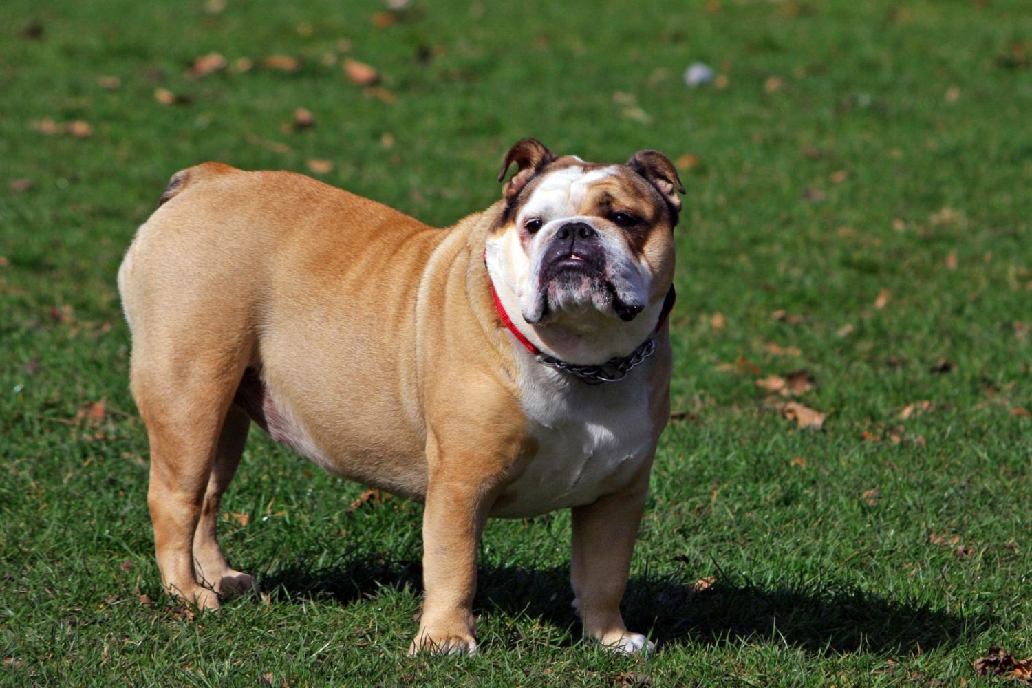 angol bulldog