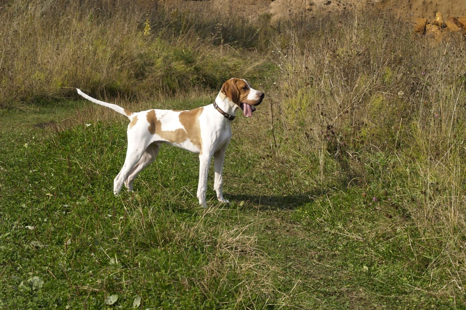 angol pointer