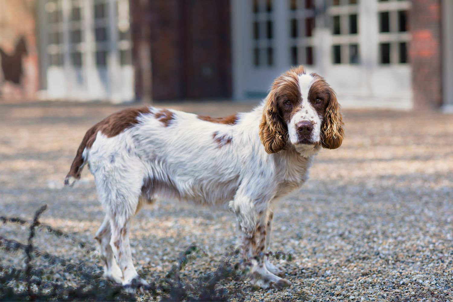 angol springer spániel