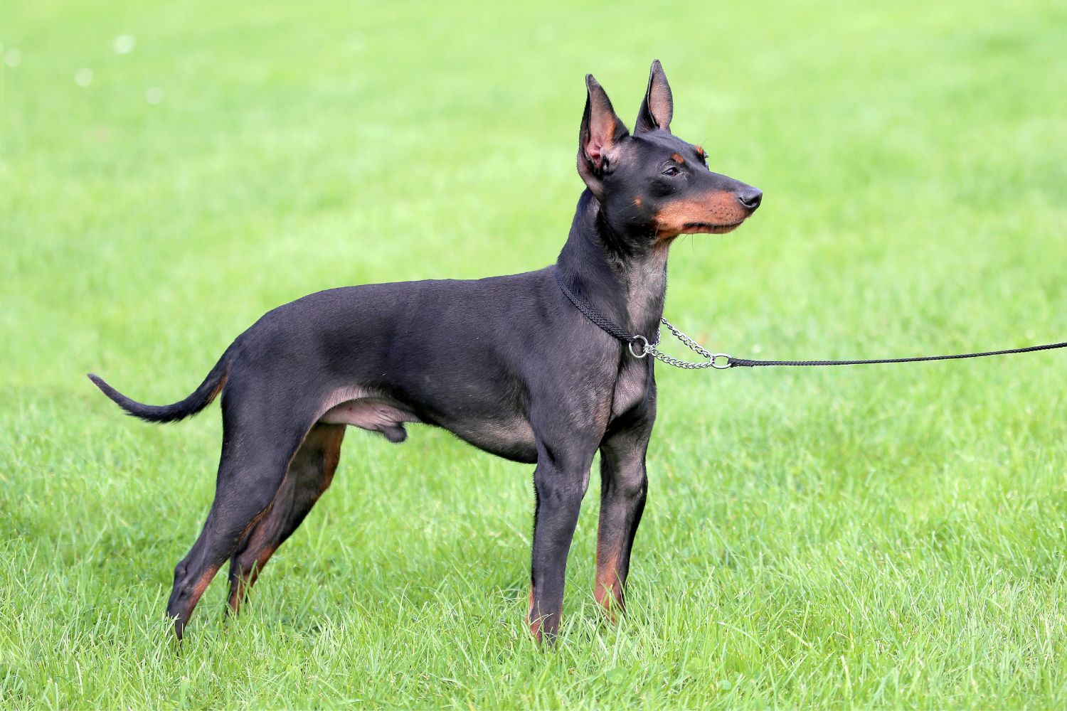 angol toy terrier