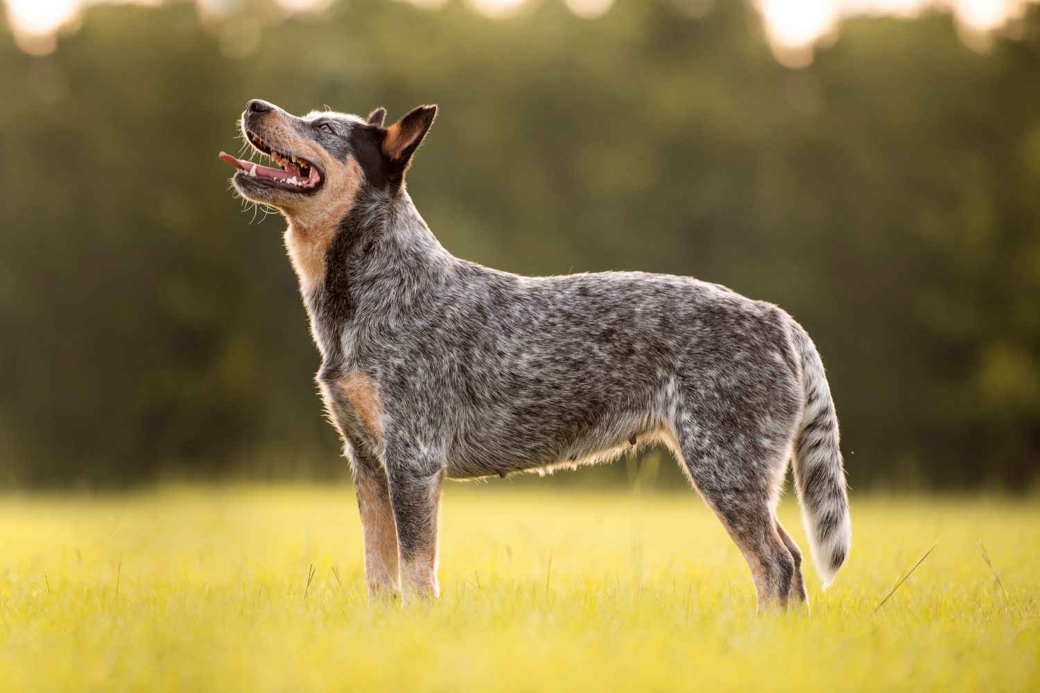 ausztrál cattle dog