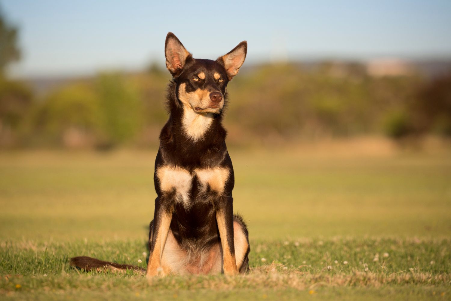ausztrál kelpie