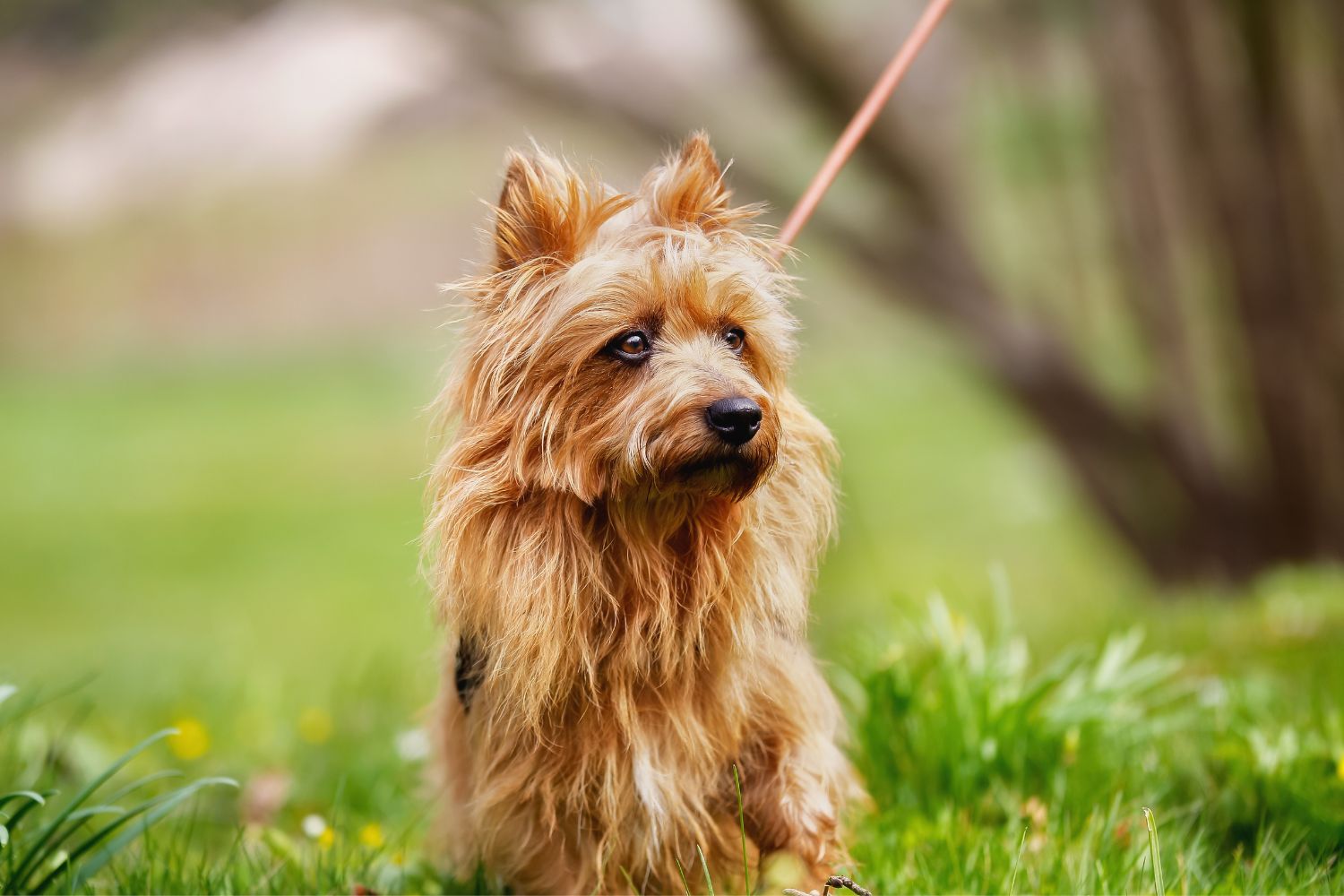 ausztrál terrier