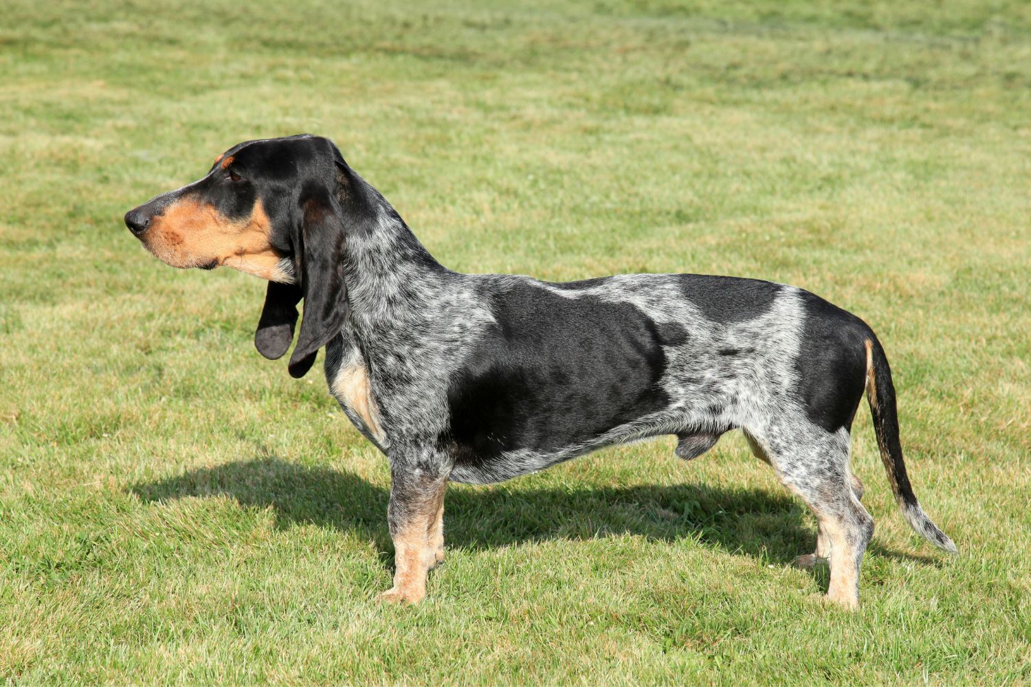 basset bleu de gascogne