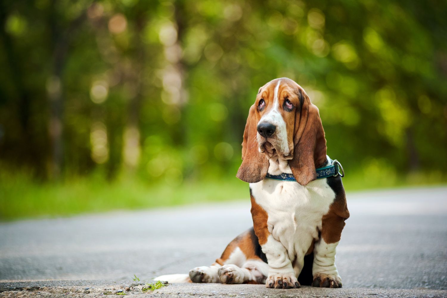 basset hound