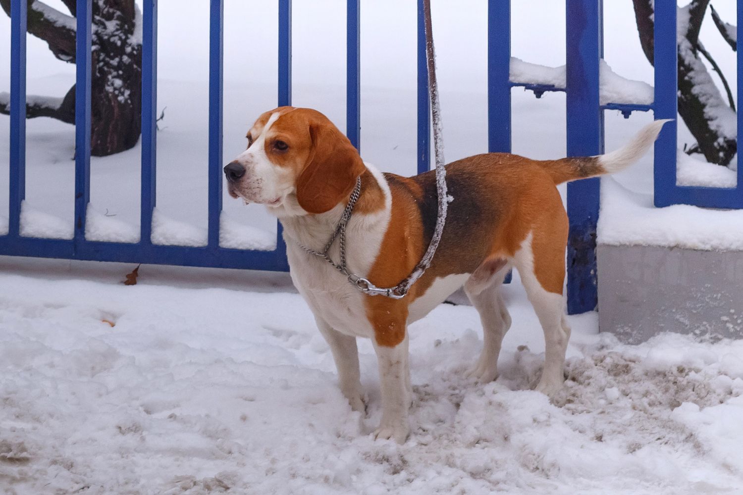 beagle harrier