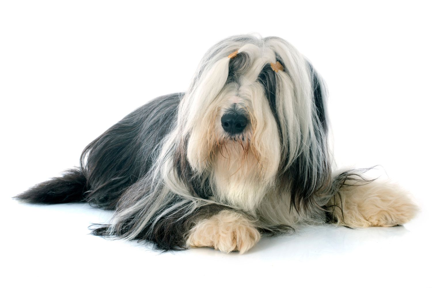bearded collie