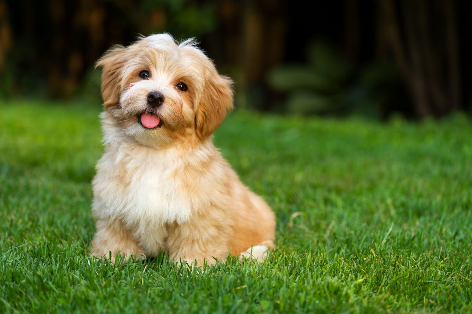 bichon havanais