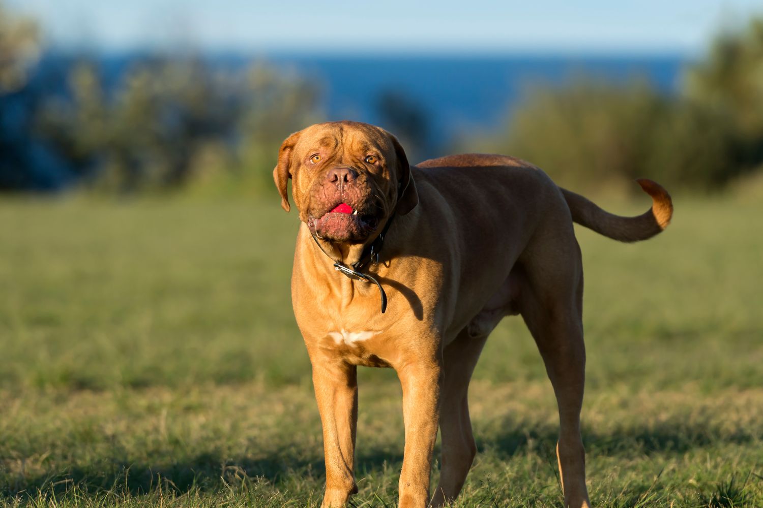 bordeauxi dog
