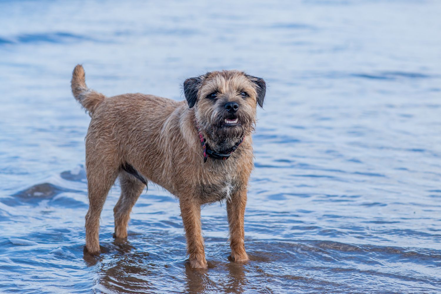border terrier