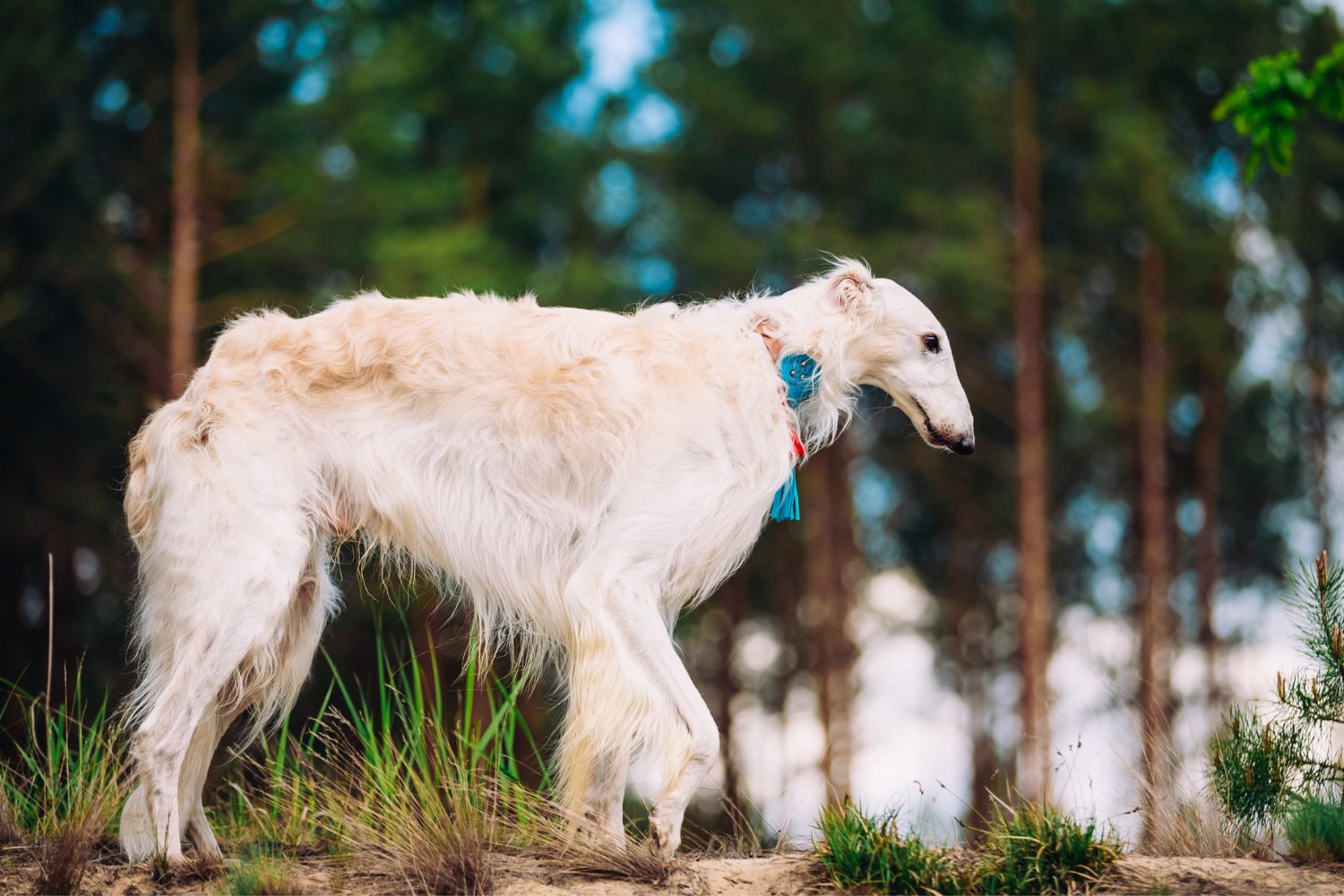borzoi