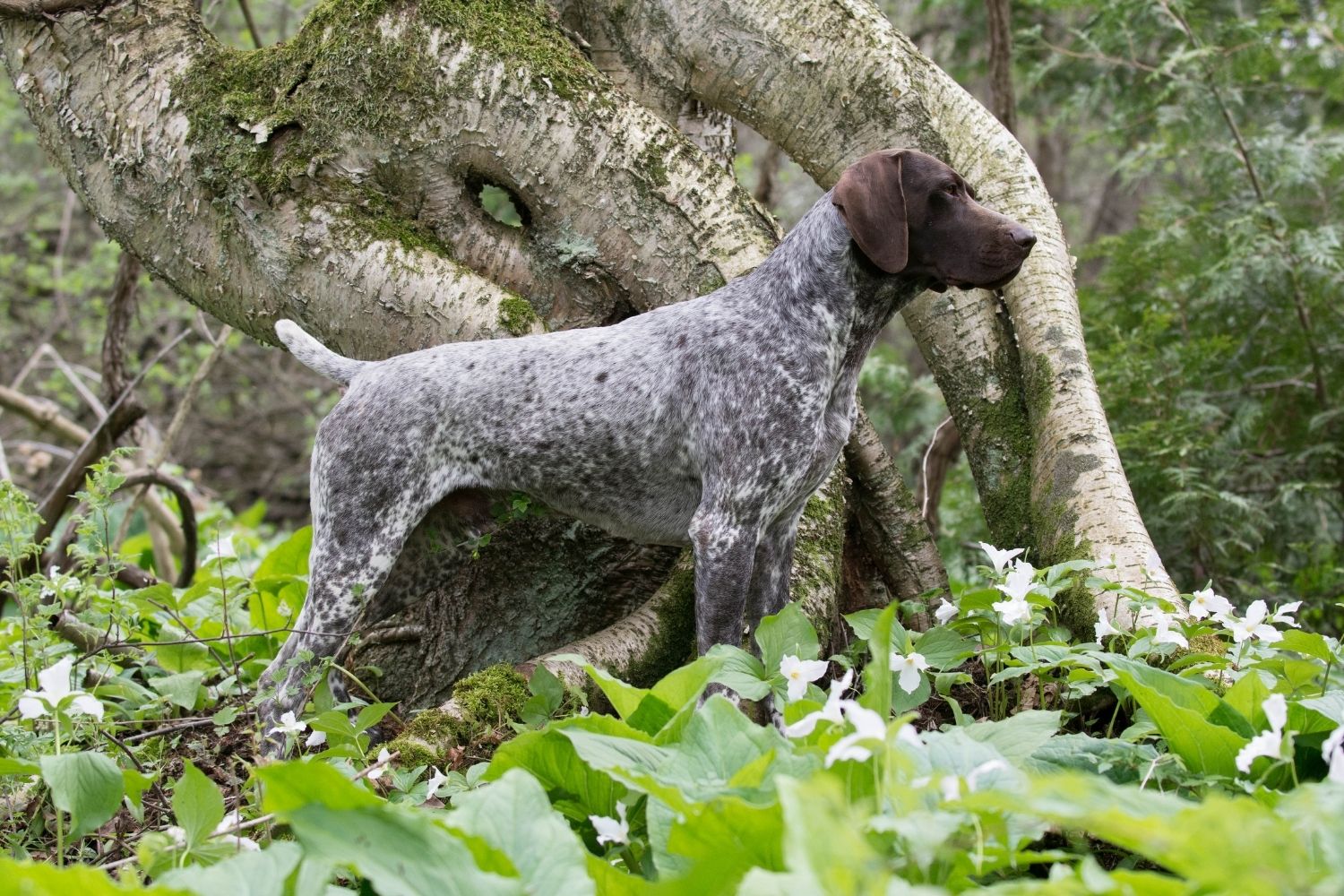 bourbonne-i vizsla