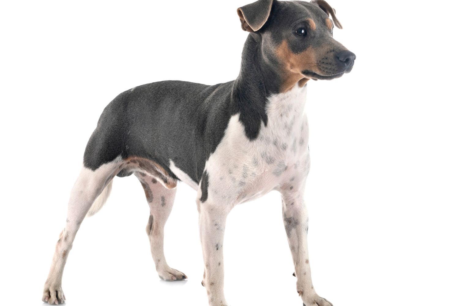 brazil terrier