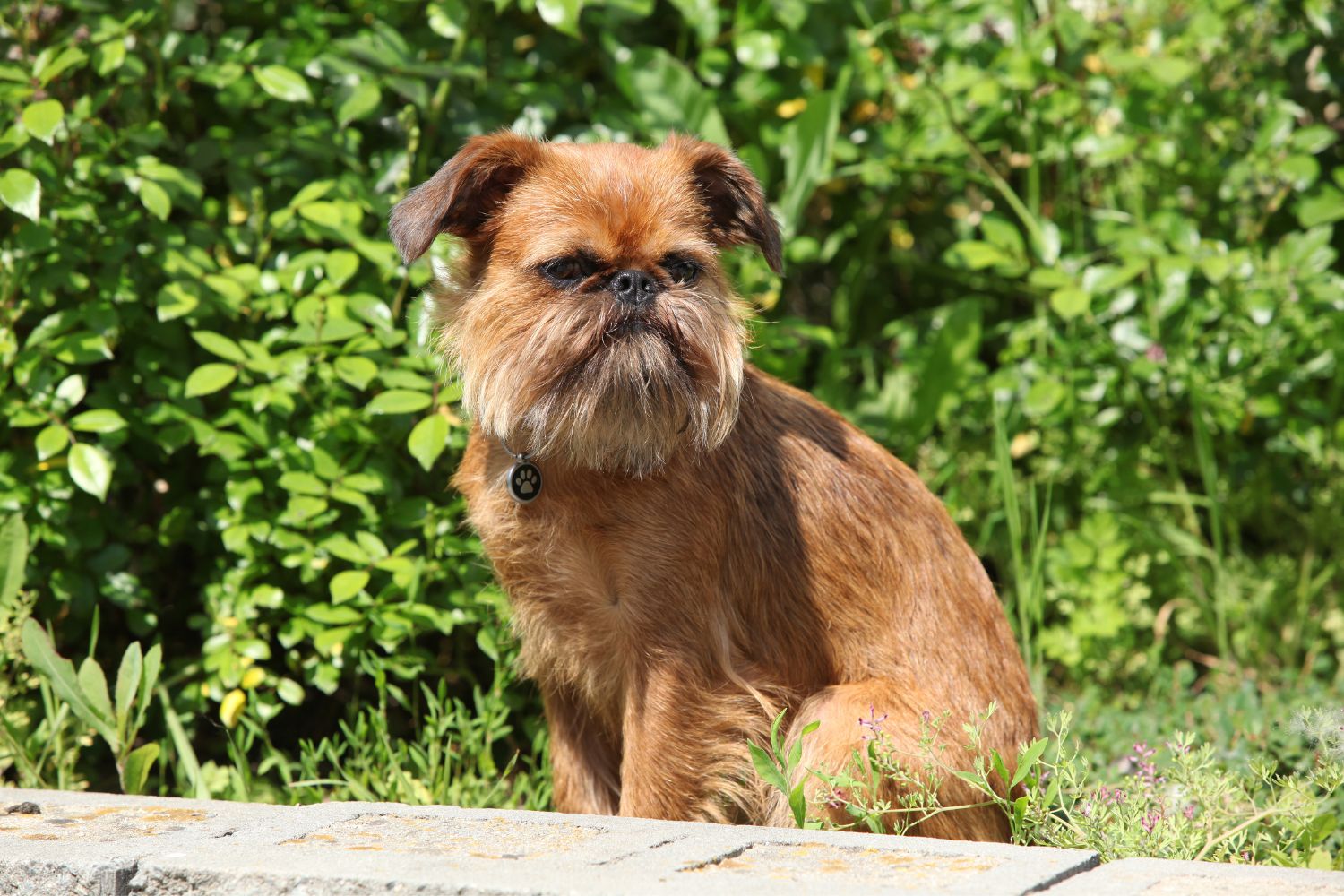 brüsszeli griffon