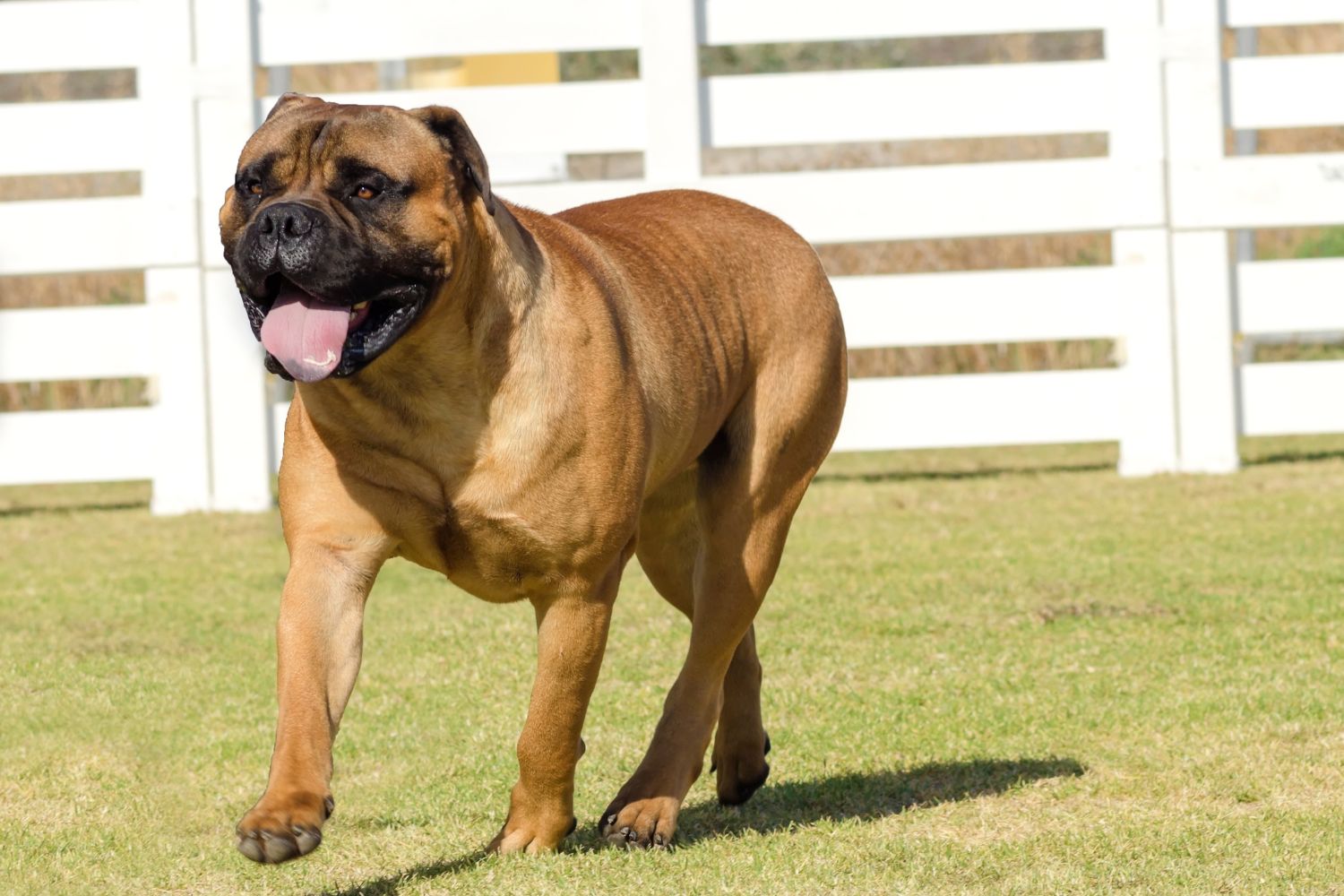 bullmasztiff