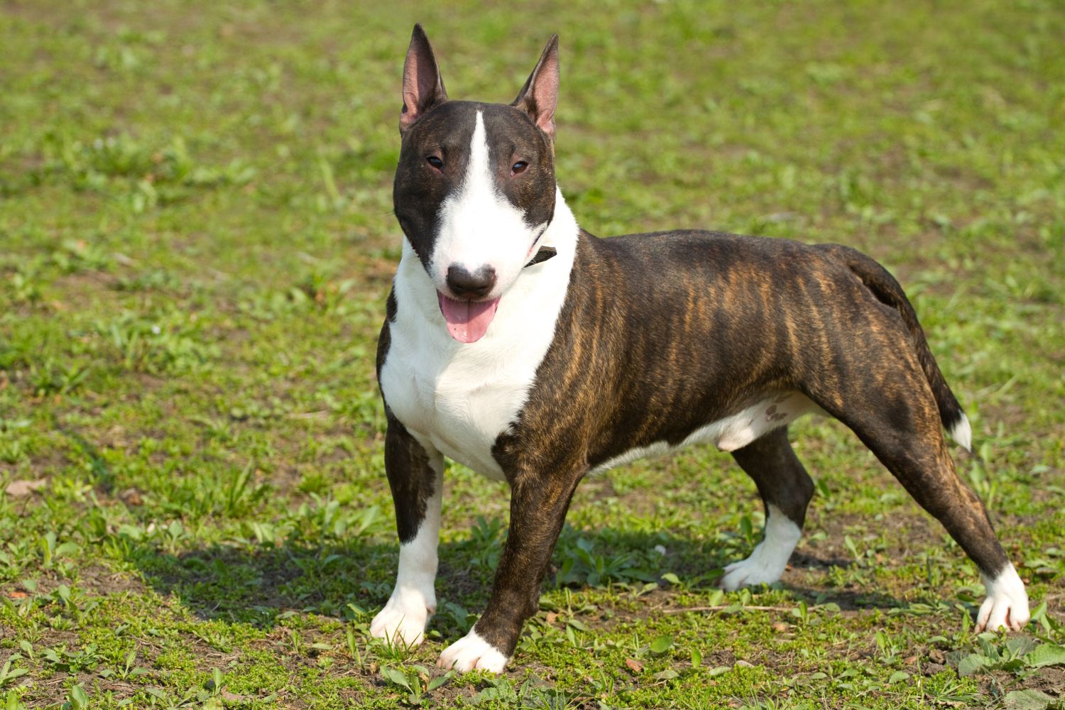 bullterrier