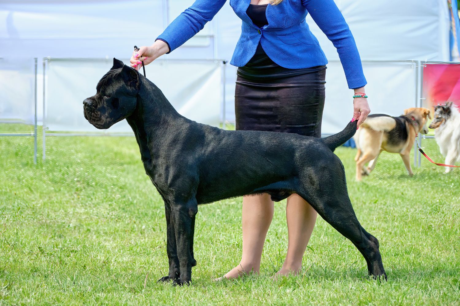 cane corso