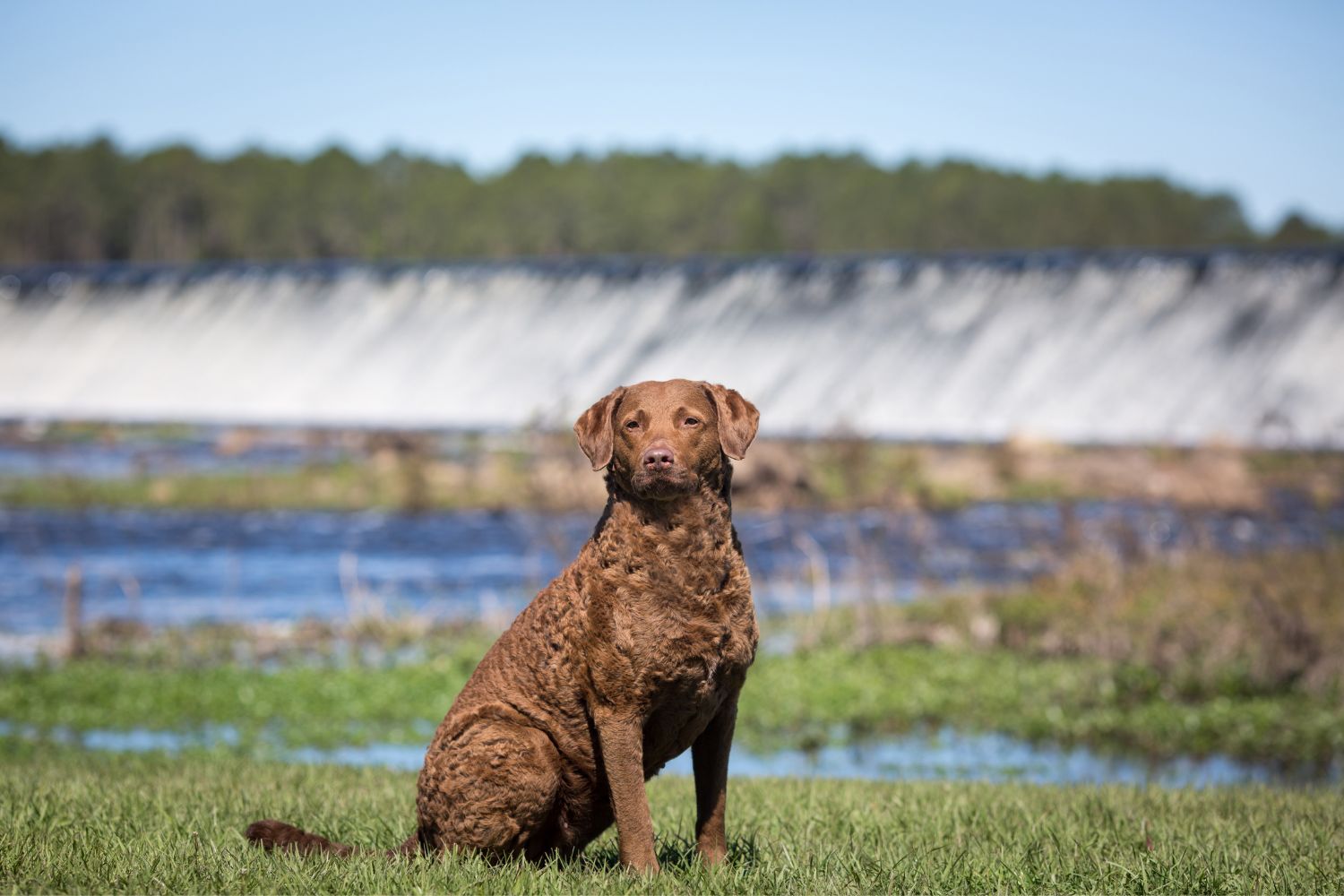chesapeake bay retriever