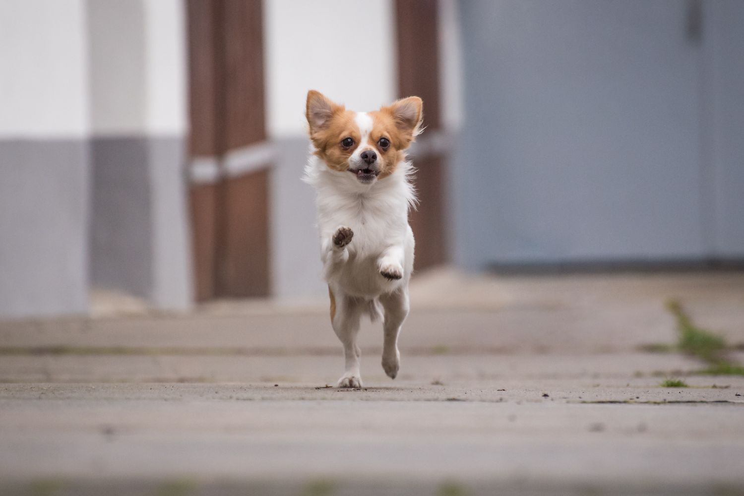 chihuahua hosszúszőrű