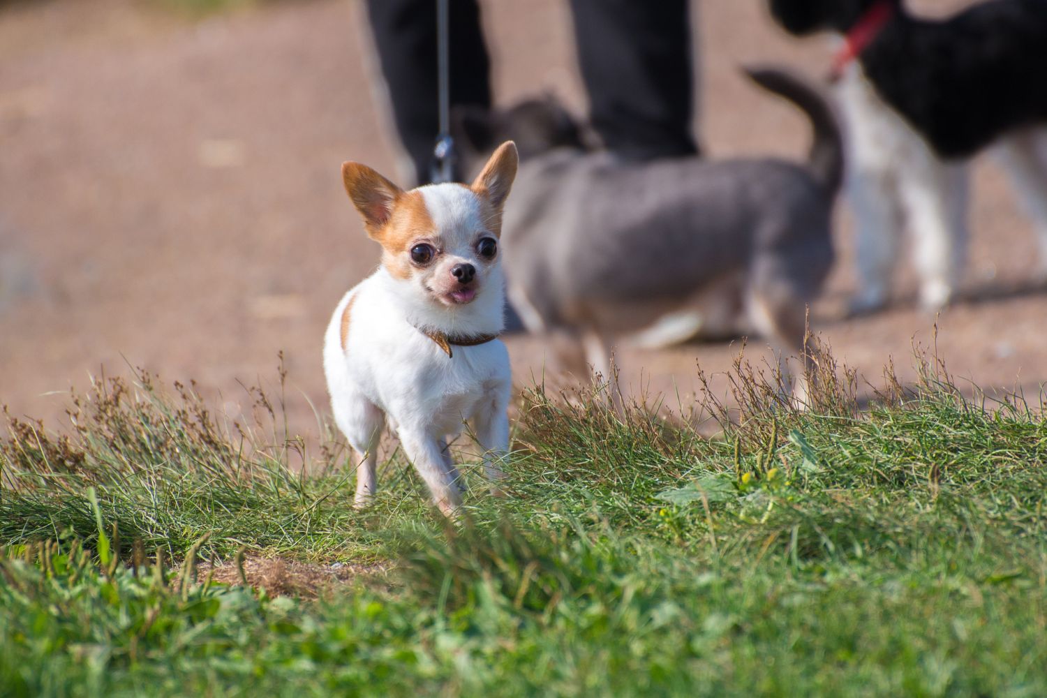 chihuahua rövidszőrű