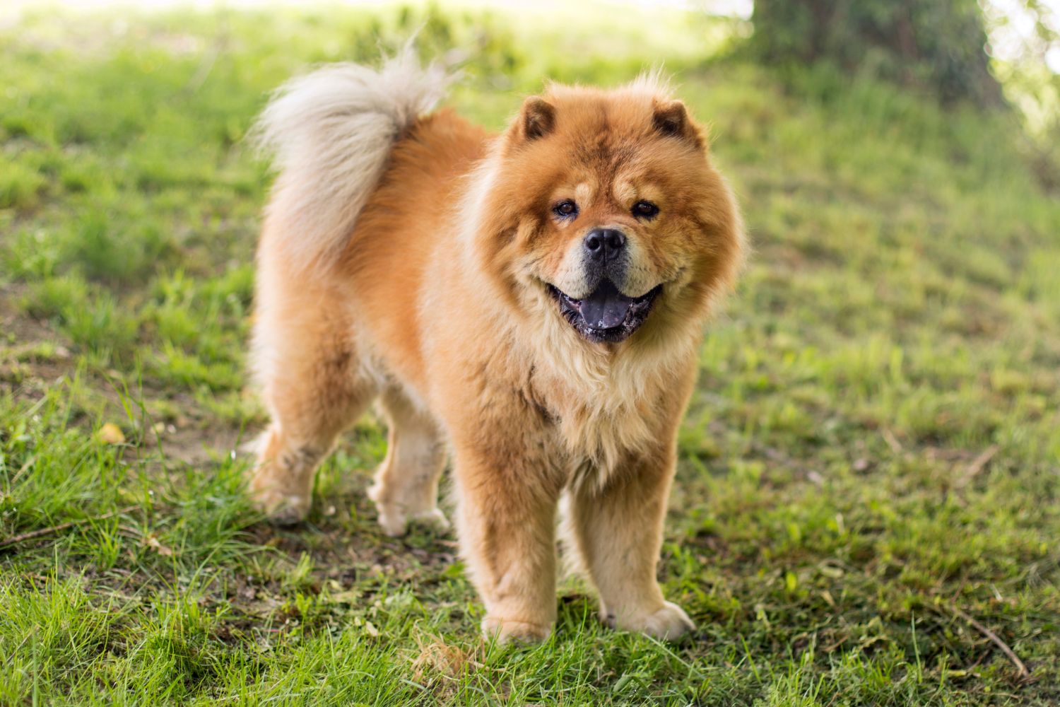 chow-chow