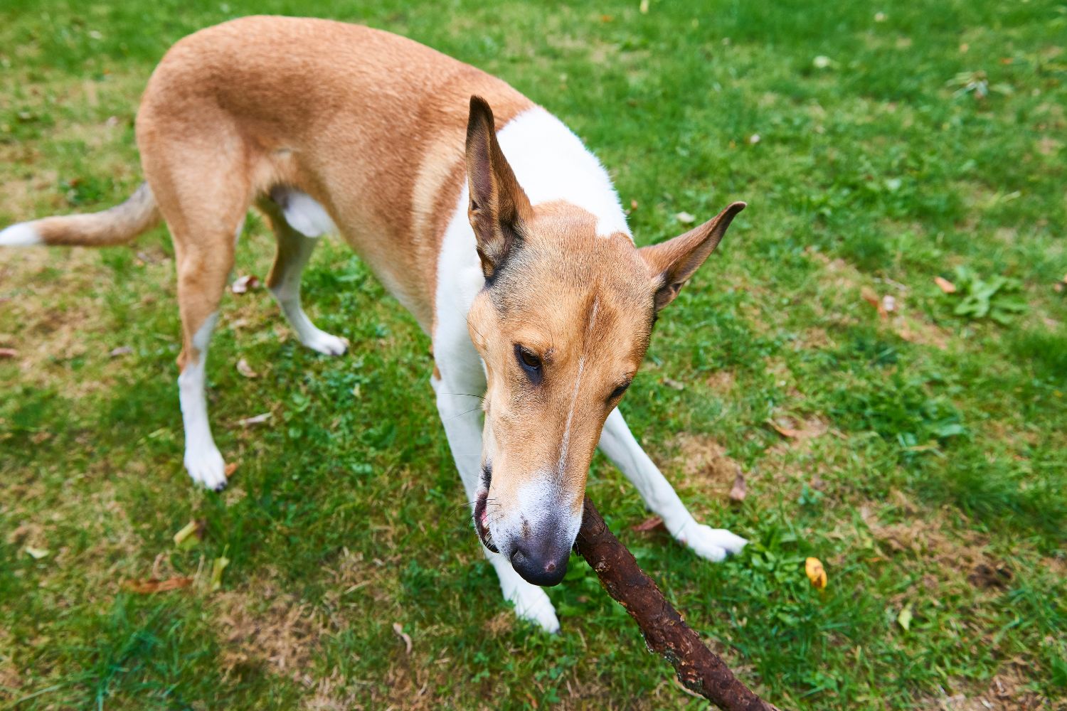 collie rövidszőrű