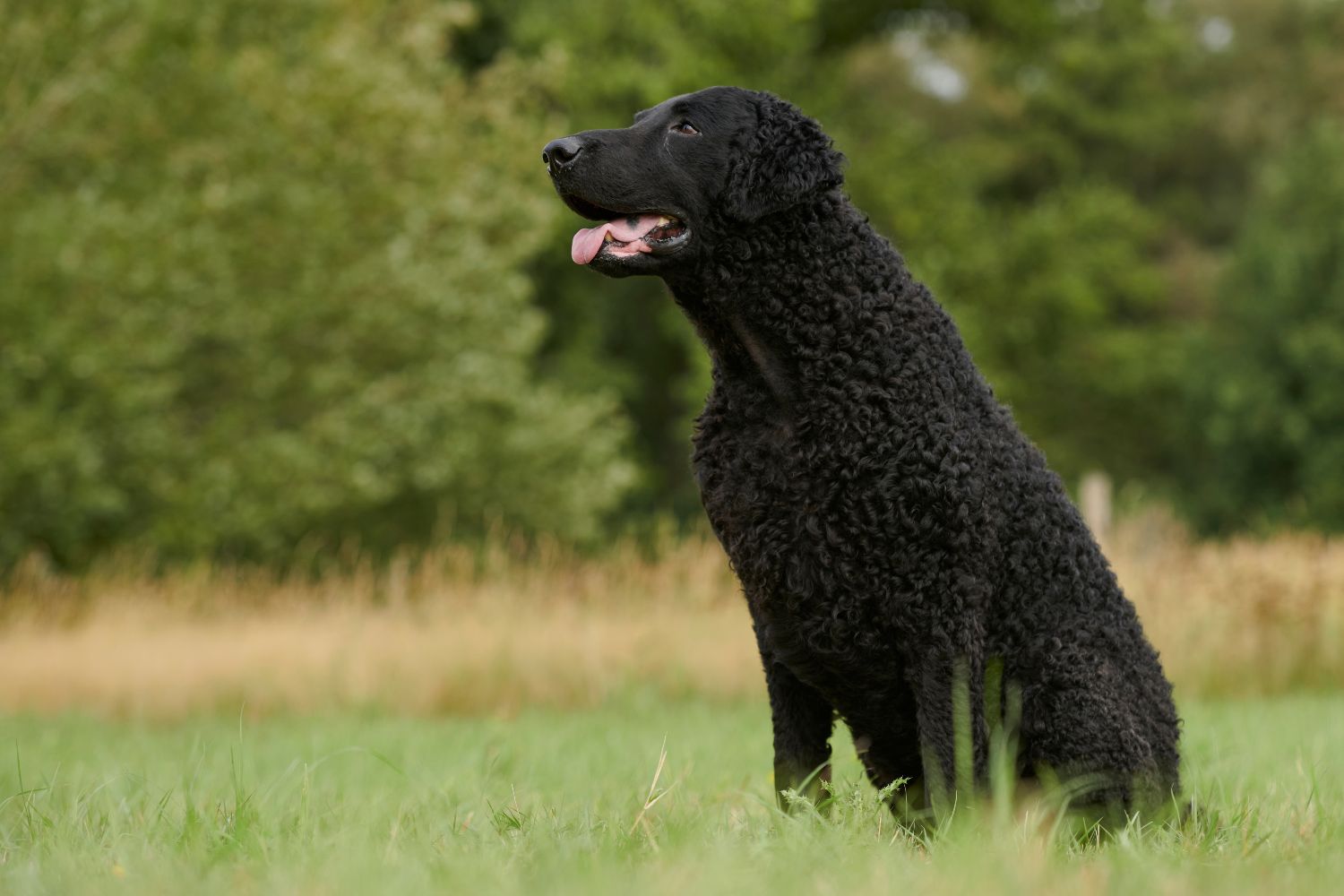 curly coated retriever