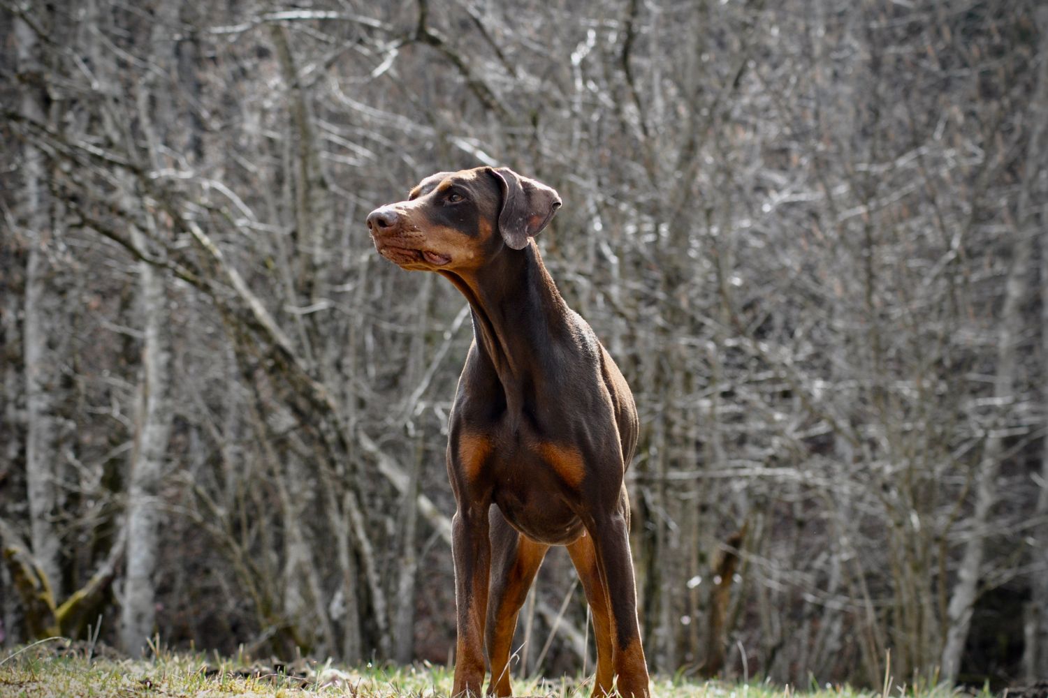 dobermann barna-vörös jegyekkel