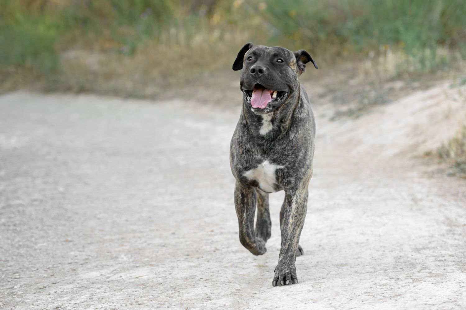 dogo canario
