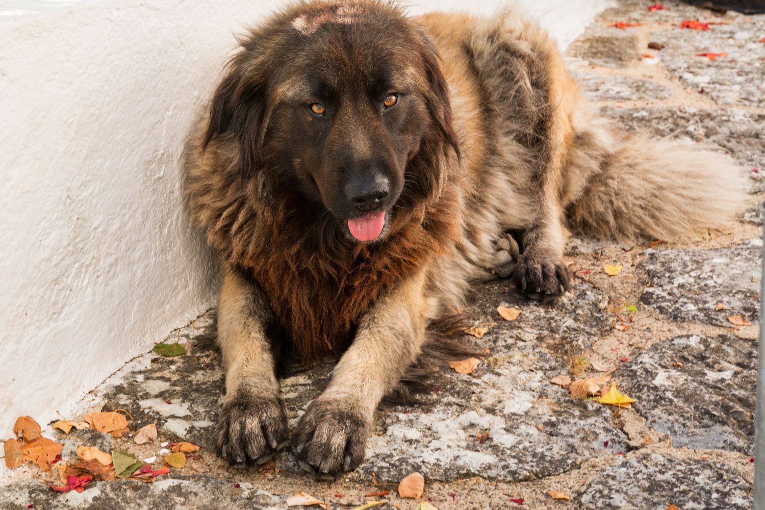 esztrelai kutya