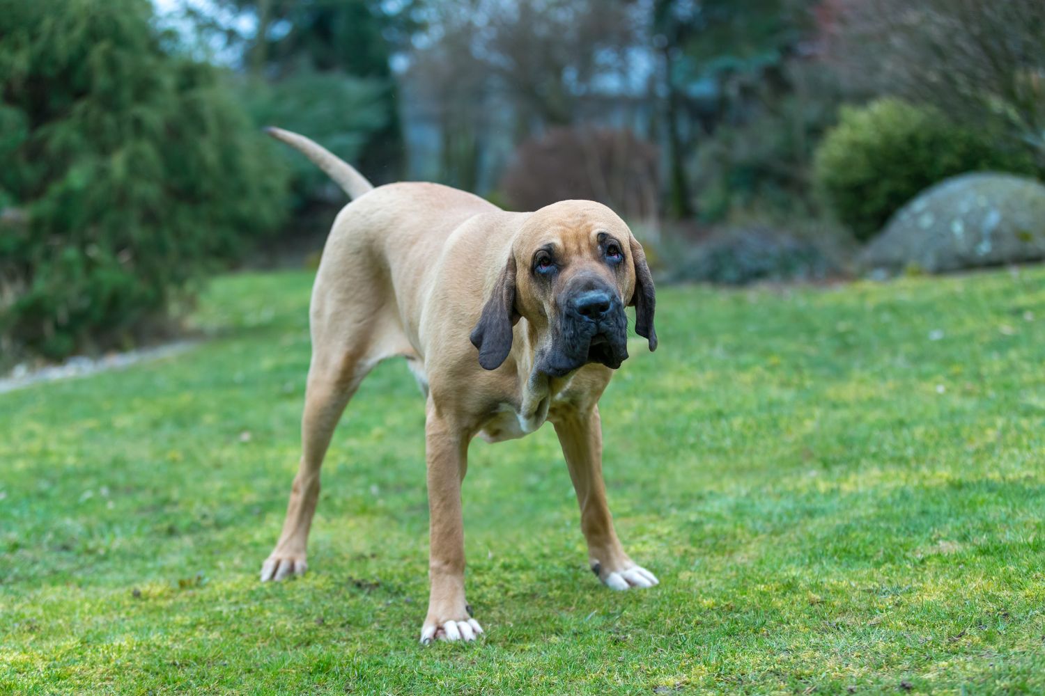 fila brasileiro
