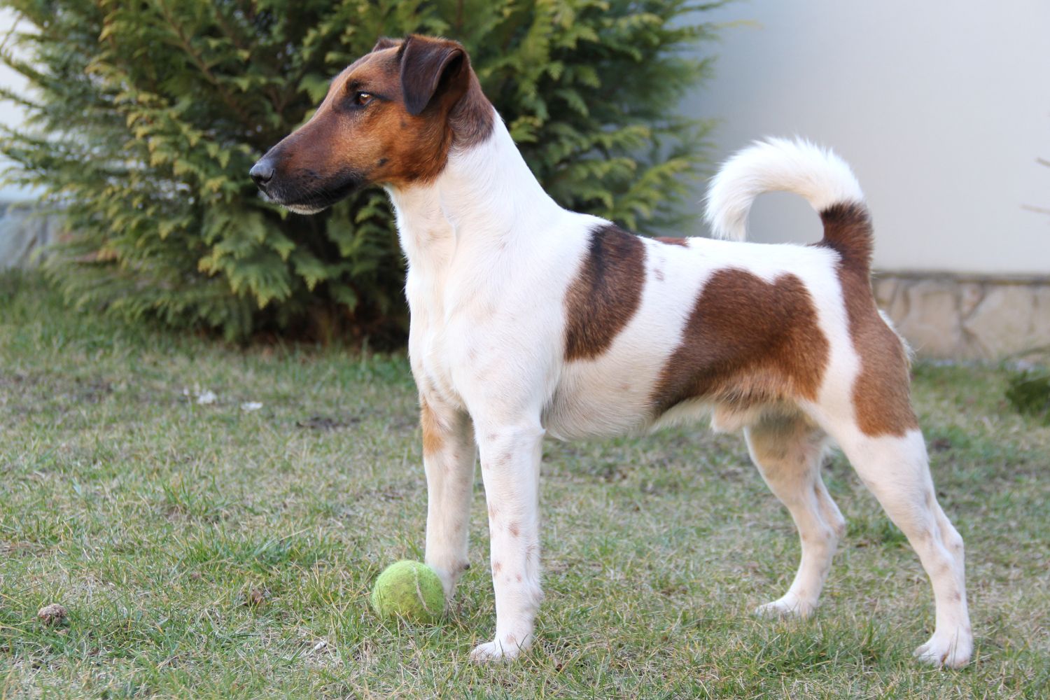 foxterrier simaszőrű