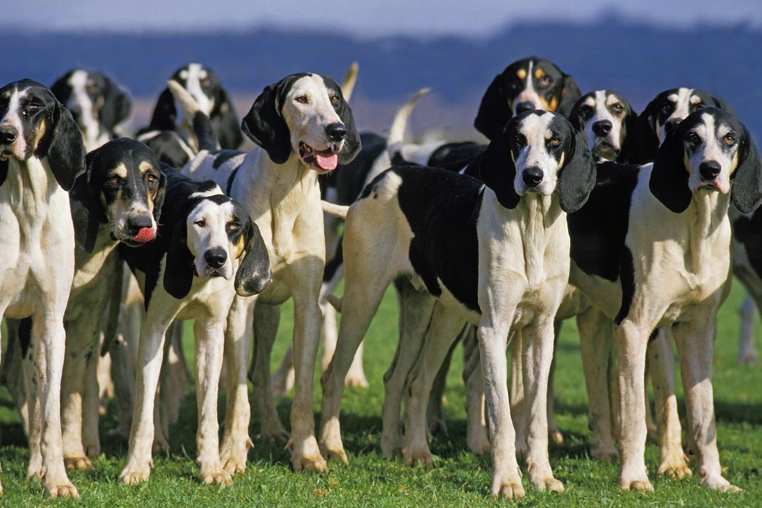 francia fehér-fekete kopó