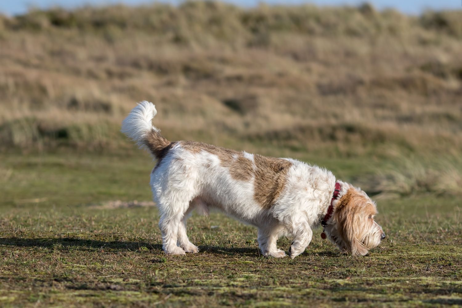 grand basset griffon vendéen