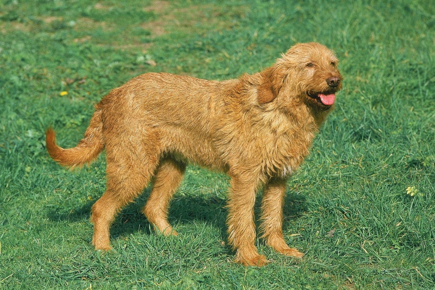 griffon fauve de bretagne
