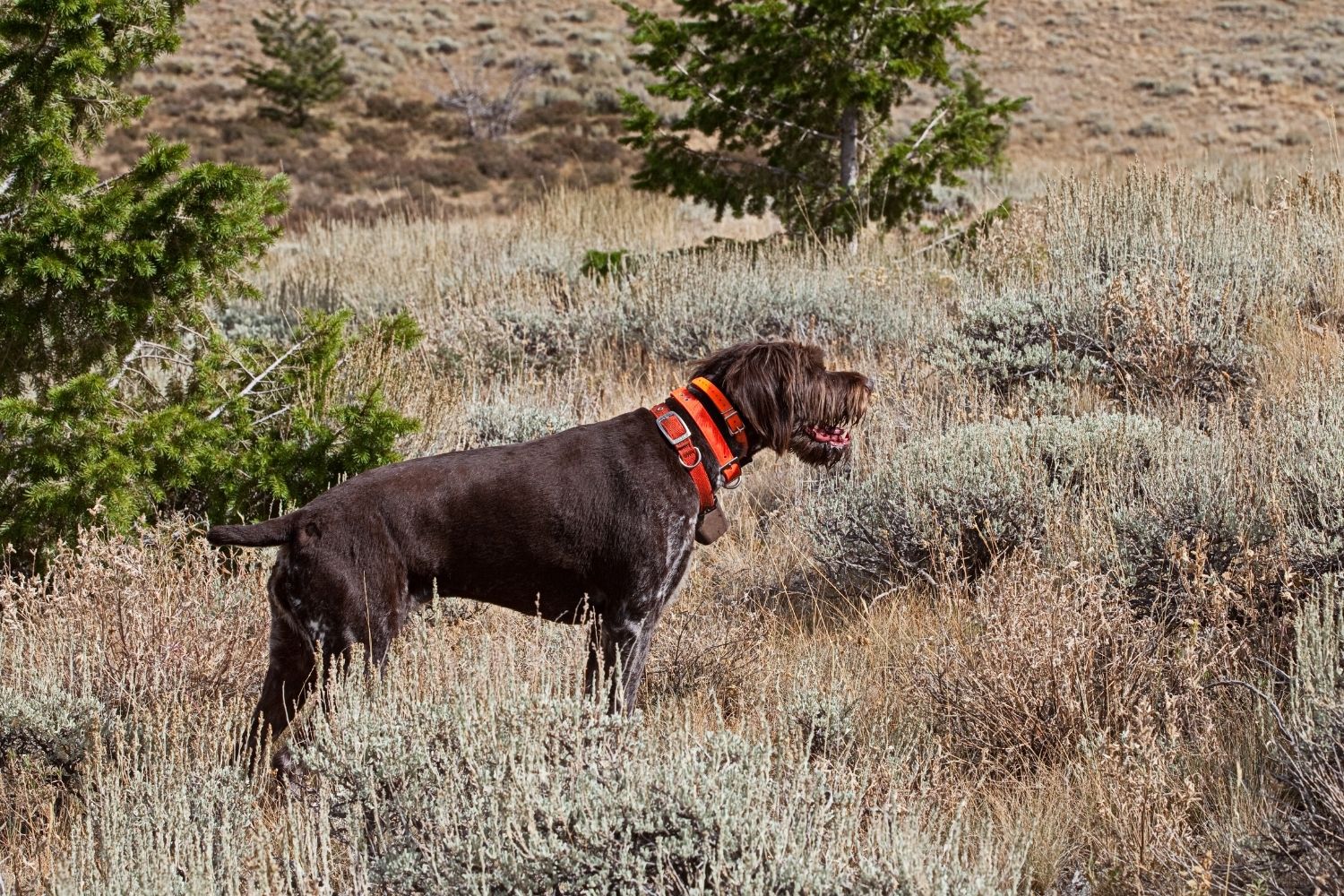 hosszúszőrű német vizsla