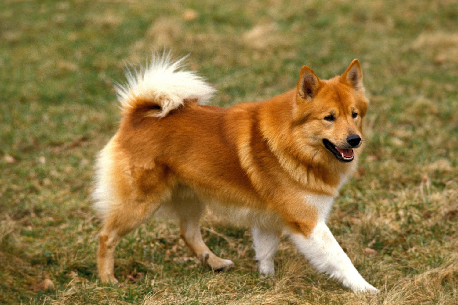 izlandi juhászkutya