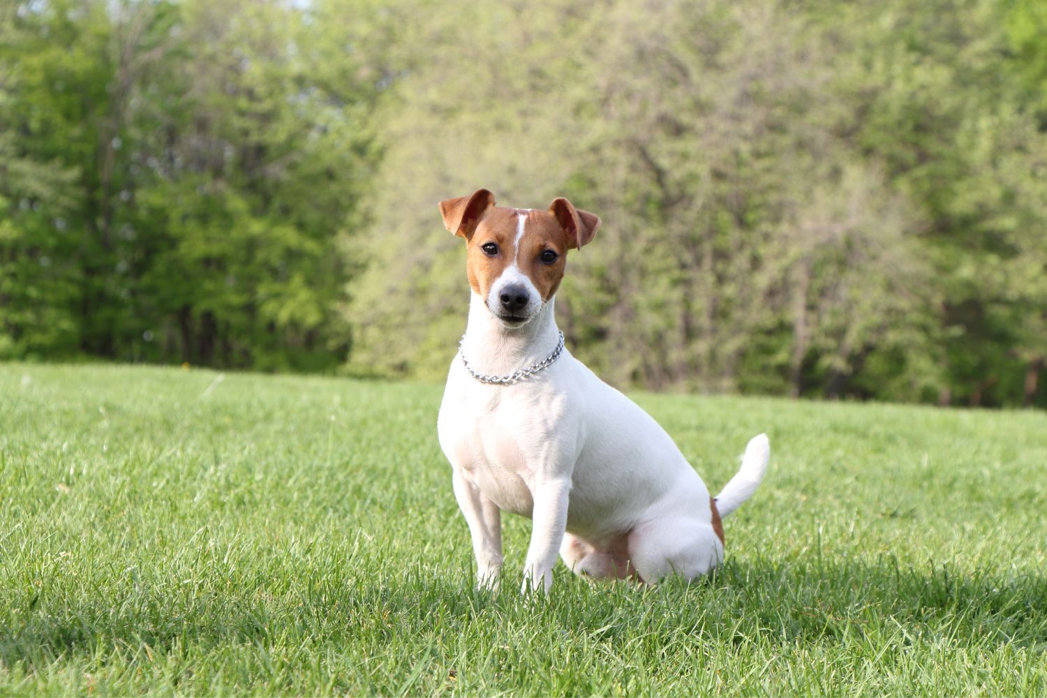jack russell terrier