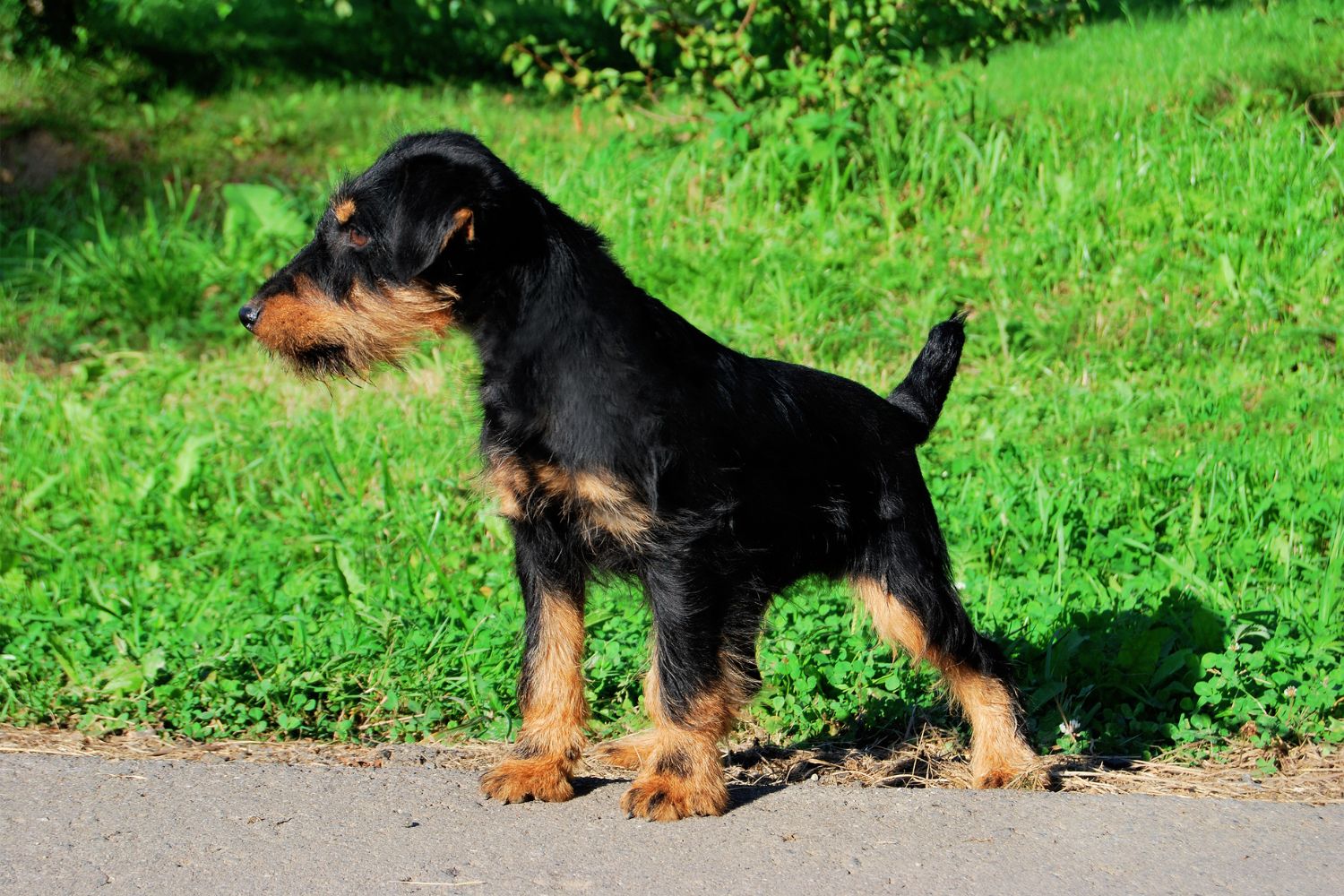 jagdterrier