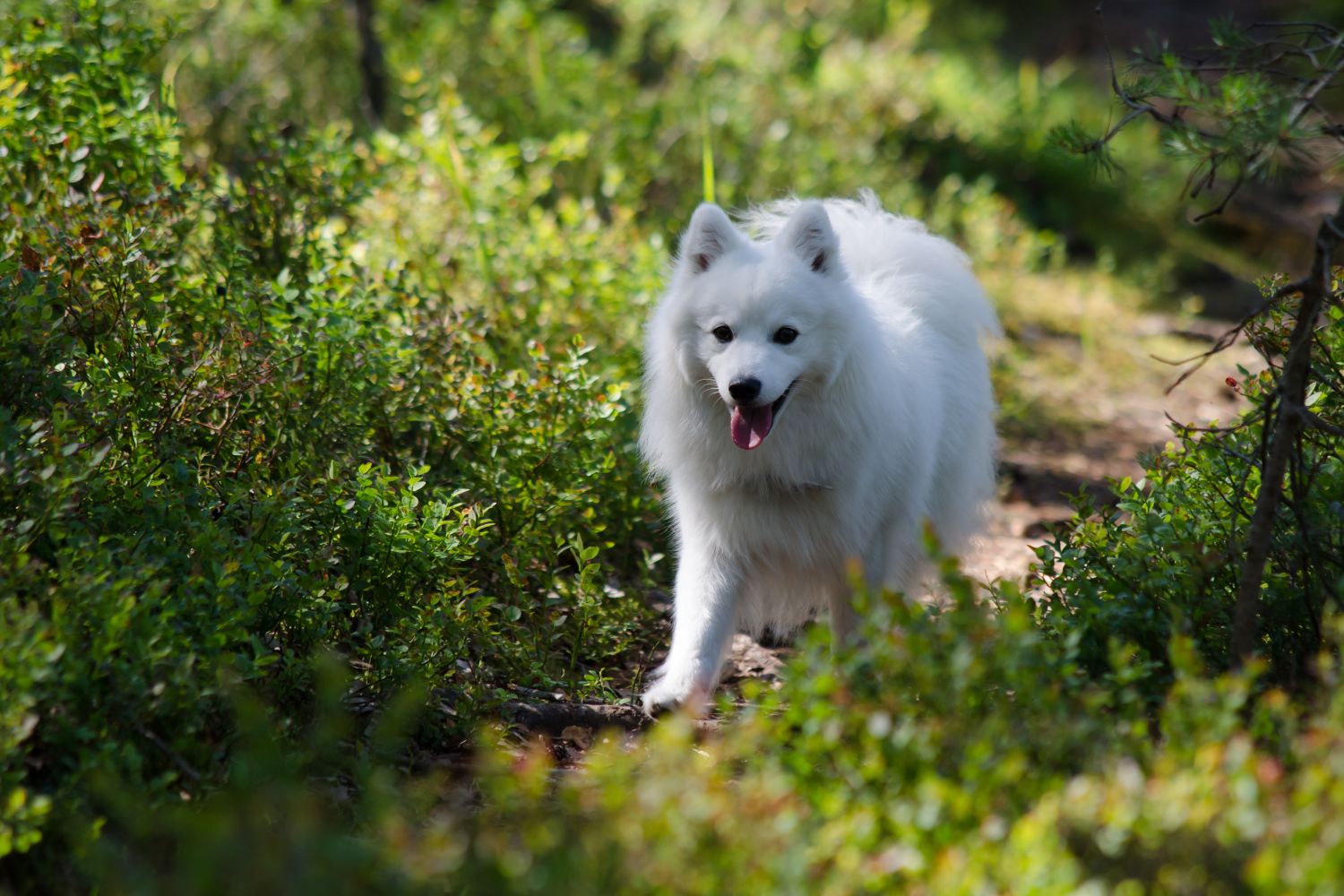 japán spitz(nihon supittsu)