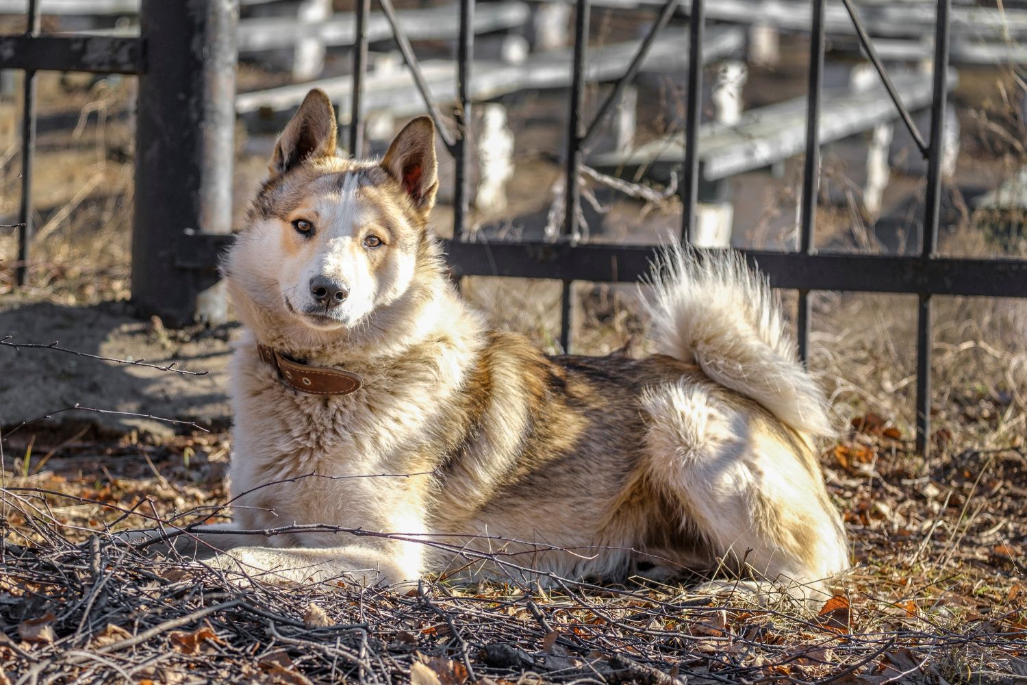 kelet-szibériai lajka