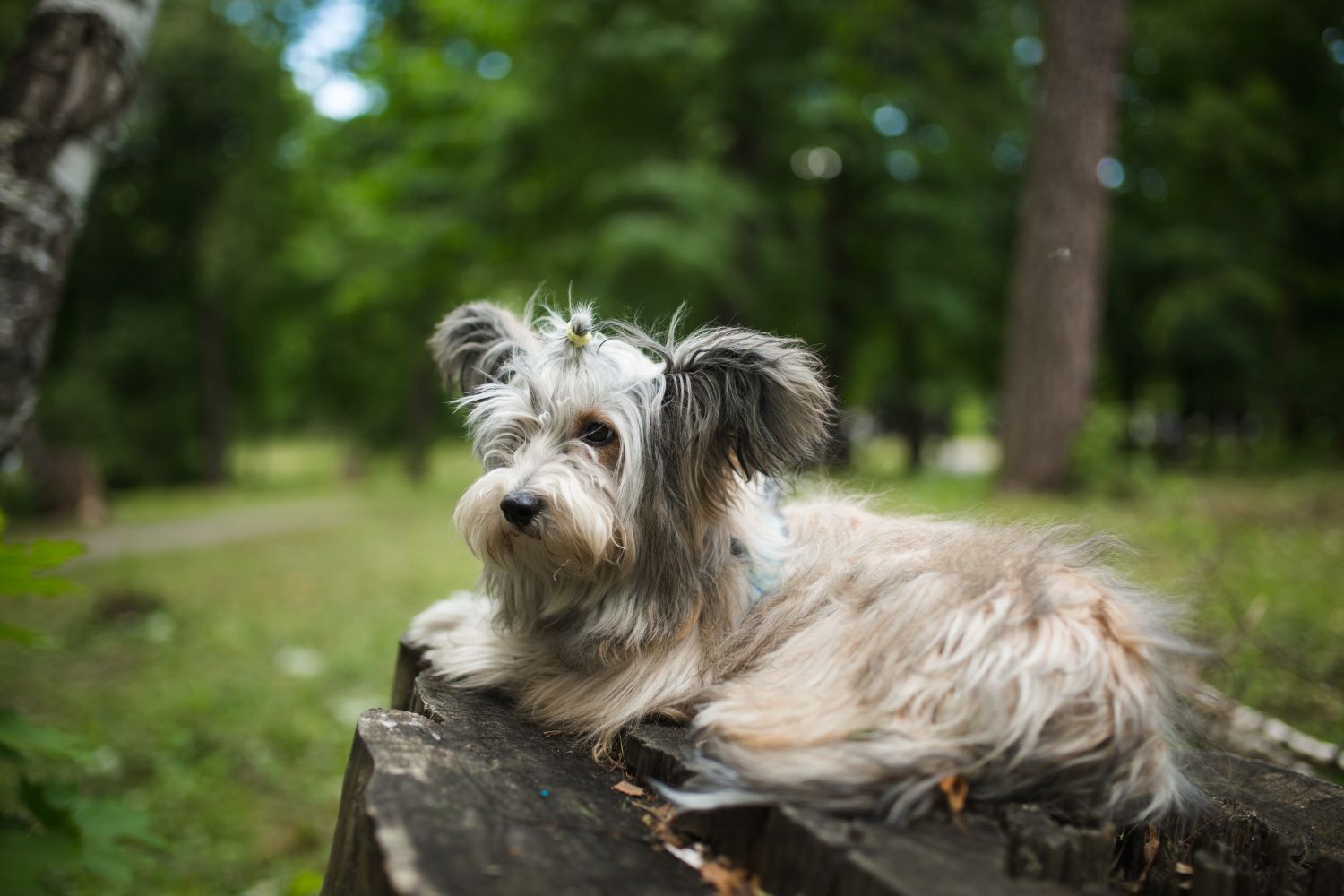kínai meztelen kutya powder-puff