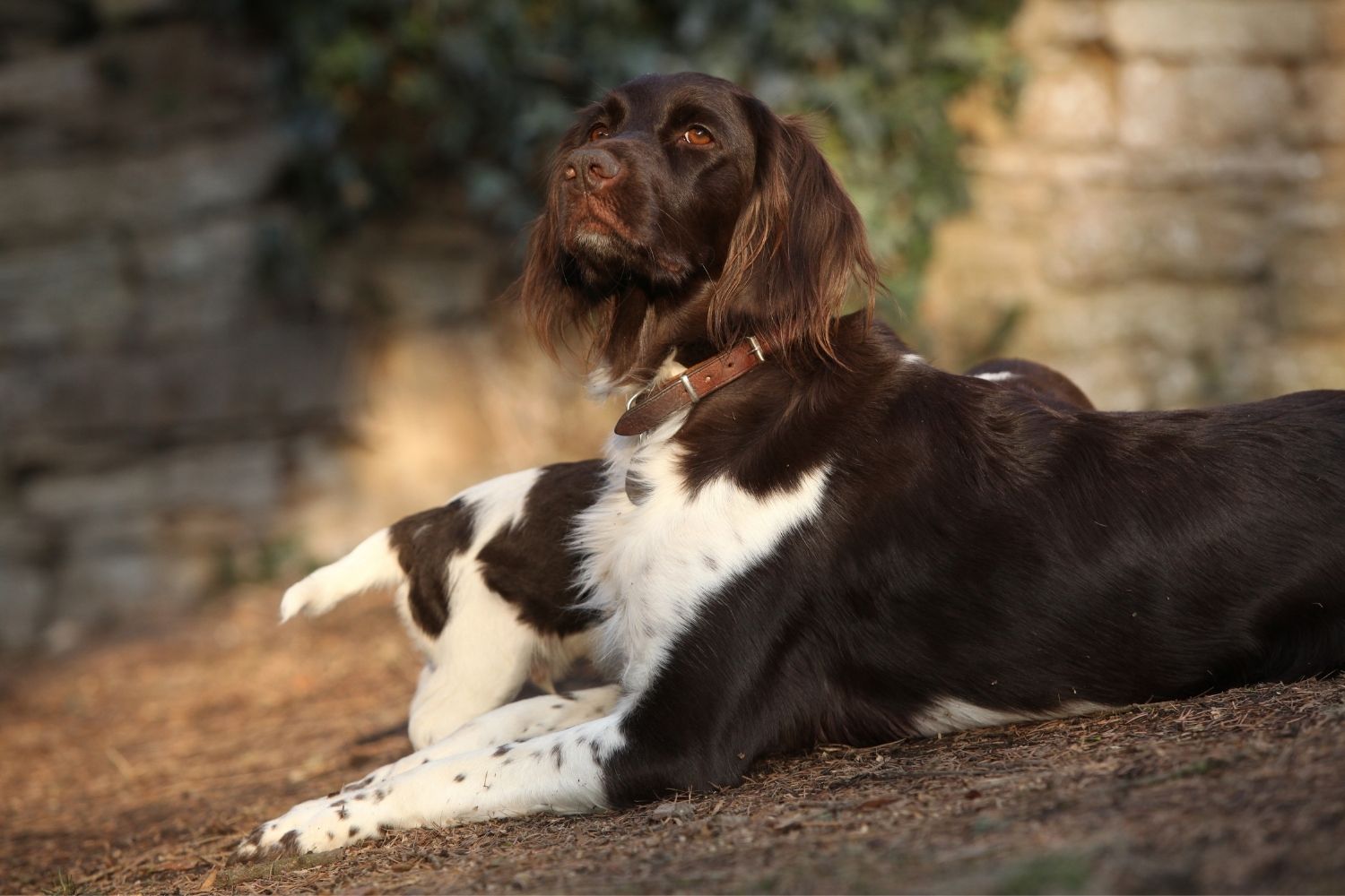 kis münsterlandi vizsla