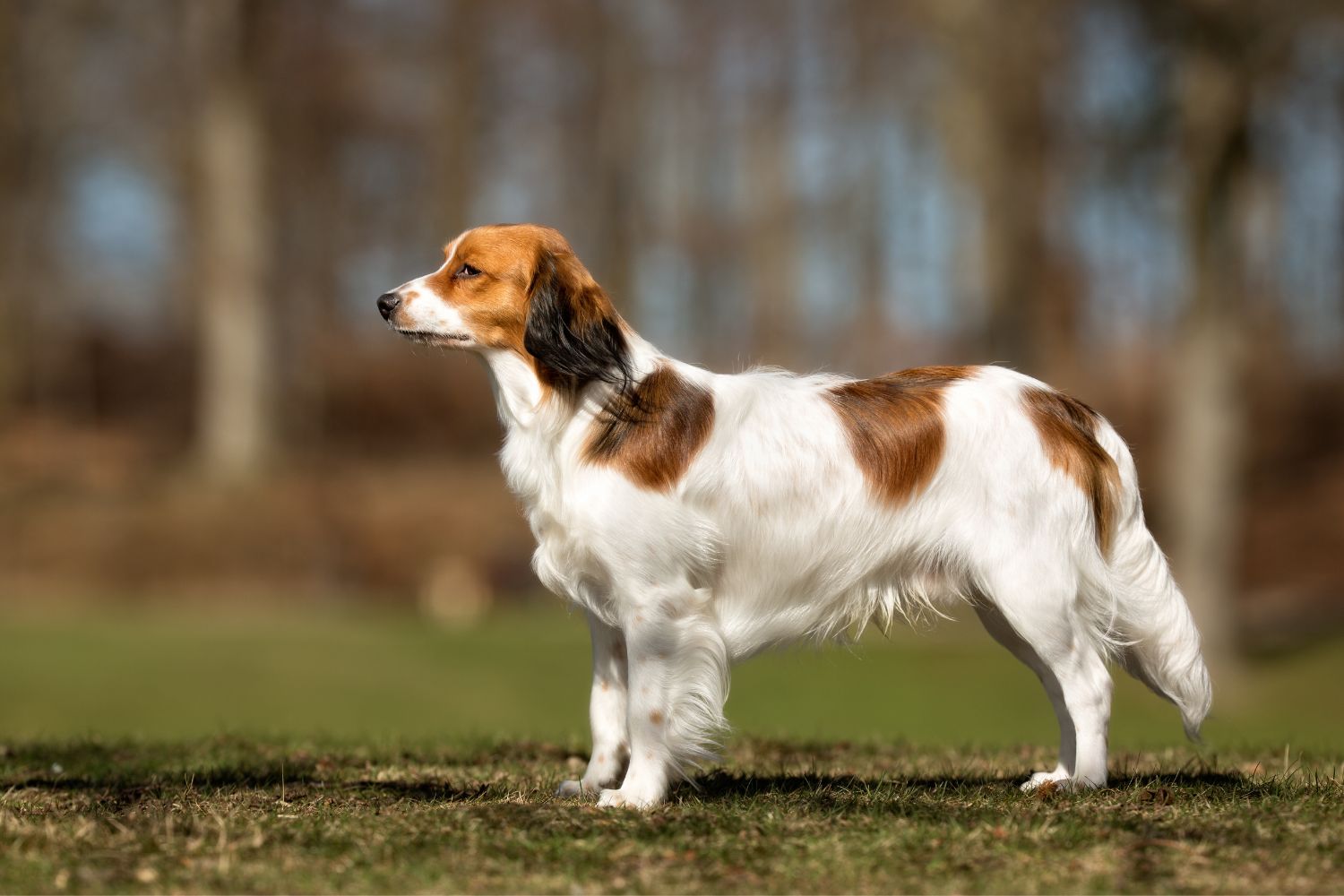 kooikerhondje