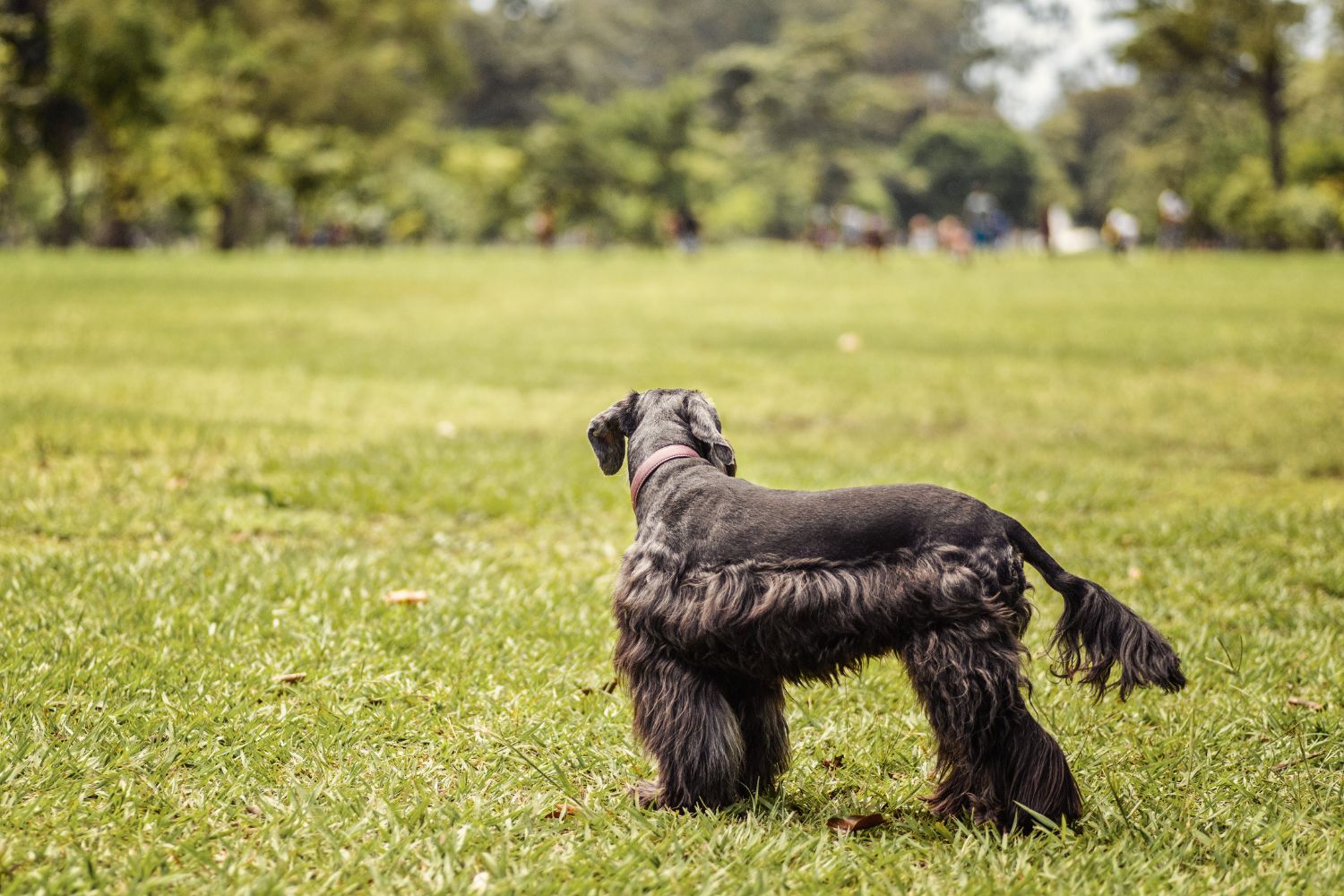 közép schnauzer fekete